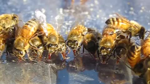 HoneyBees Fall 2020