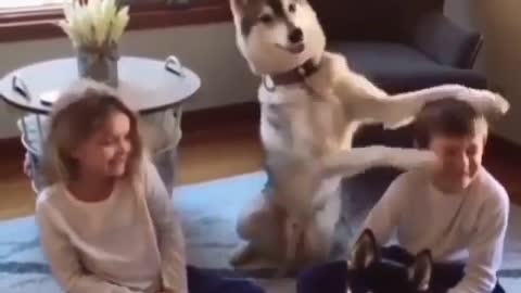 Super Funny Dog Funny Dog Videos