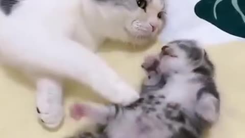 Mommy cat hugs baby kitten having a nightmare