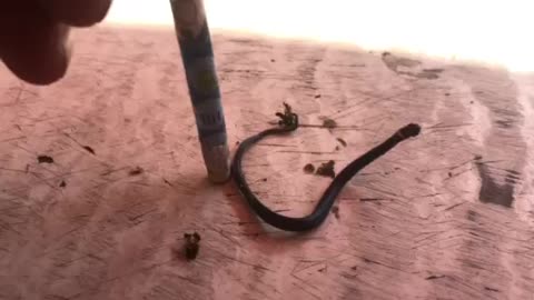 Teeny tiny Snake