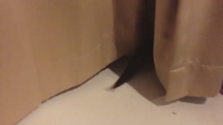 Cartel the Otter Plays in Curtains