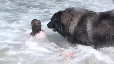 Dog 'Saves' His Little Girl From The Ocean | The Dodo