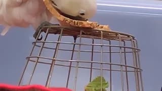 White parrot eats a slice of bread while standing on a cage on subway train