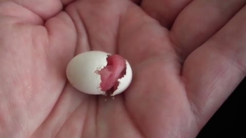 Witness how hard it is for a baby bird to break out of its shell.