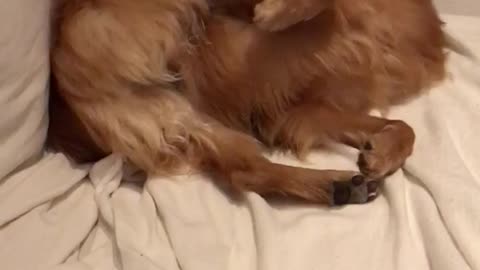 Brown dog biting paws on bed