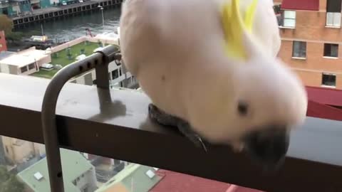 The cockatiel bird is angry and does not want to say hello to its owner