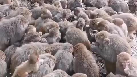 Monkeys are happy to get food.