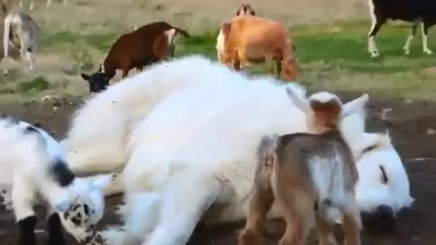 Funny Video Baby goat playing with sleeping dog and disturbing him