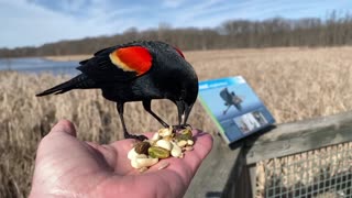 Hand-Feeding Birds in Slow Motion - The Red-Winged Blackbird.
