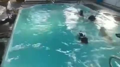 The dogs are competing to bathe together #shorts #viral #shortsvideo #video