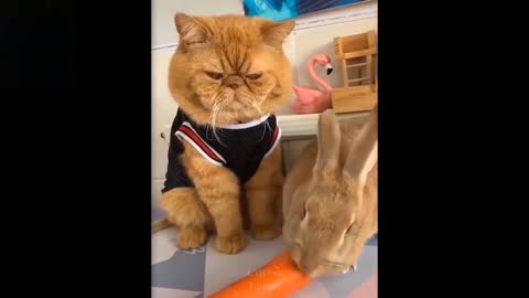 Cute and Funny pets compilation-2