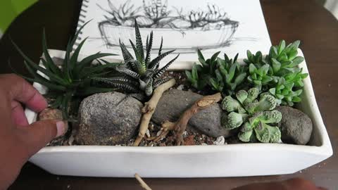 Creating a dish garden with Haworthia plants