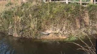 A baby gator just hanging out