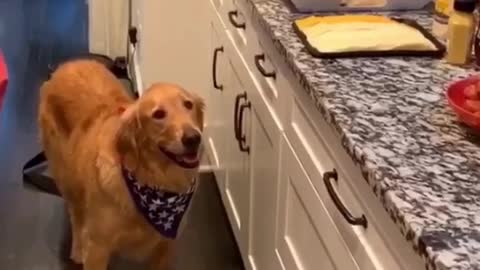 Golden Retriever stalks party food for hours