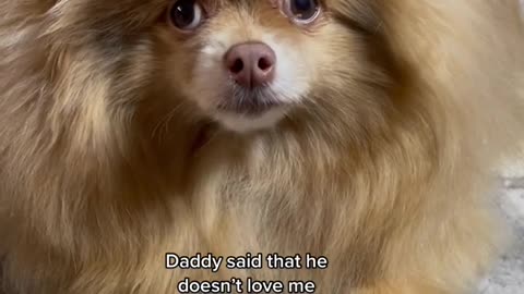 petlover#doglover#pomeranian#funny