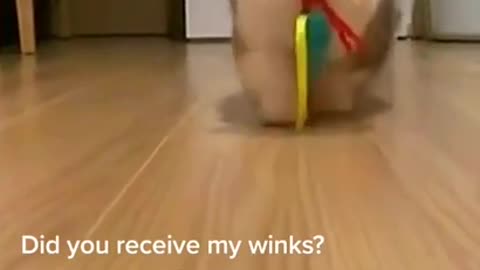 cute cat plays with his treat