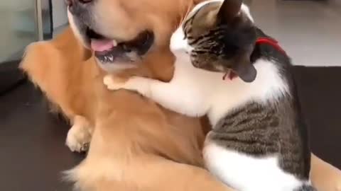 A Gentle Retriever Dogs Show Unconditional Love To This Cat