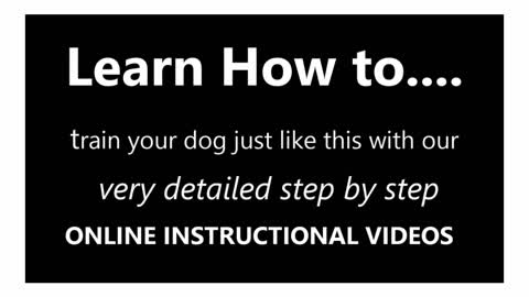 Learn how to train your dog