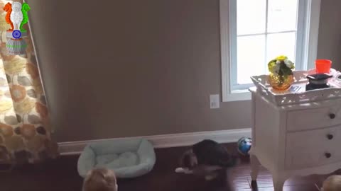Cats Video / Cats Play with Baby / Funny Video
