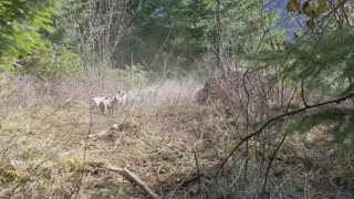 Feeding the Combined Litters