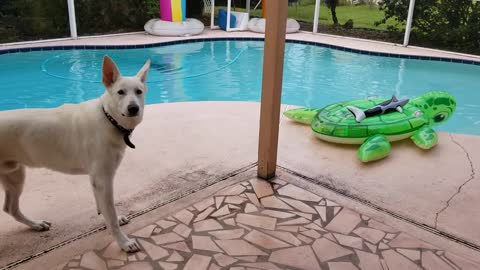 Pup barks at scary turtle pool float