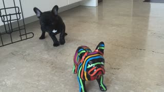French Bulldog confused by "fake" dog