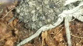 Mama Wolf Spider Carries Babies