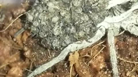 Mama Wolf Spider Carries Babies