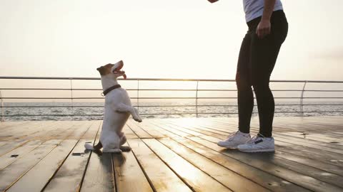 Young woman training cute dog Jack Russel near the sea