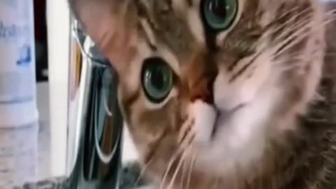 Funniest animals🐱In tiktok 😂 Funny and Fails Pets Video