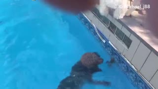 Dogs bark at frog swimming in pool.