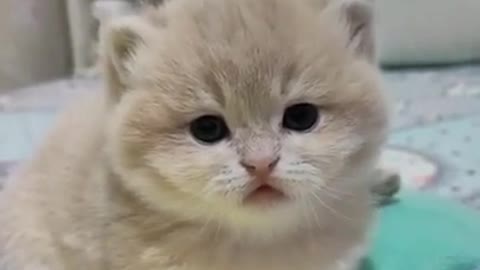 Cute Cat | Cute Pets Funny Animals Compilation