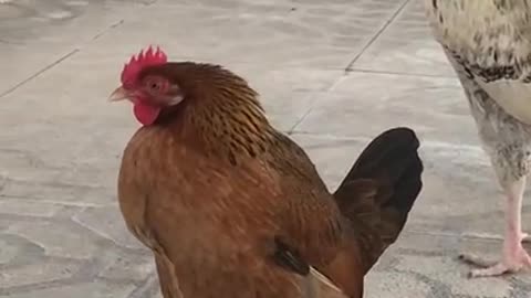 Chicken laying egg on the floor video
