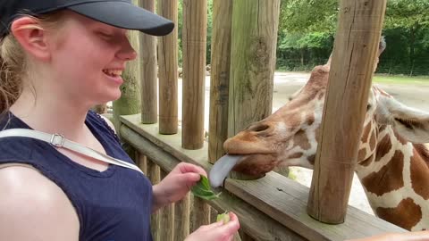 Feeding Giraffes