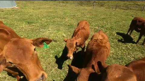 19 - Calf's and No 9 day before leaving property 15.9.21