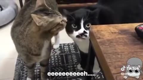 CATS TALKING BETTER THAN PEOPLE!!