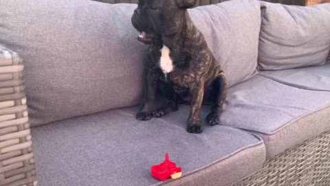 French Bulldog tells her toy off and throws it around.