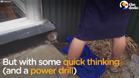 Koala Trapped In Fence Saved by Kind Strangers | The Dodo