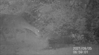 Backyard Trail Cam - Deer at Salt