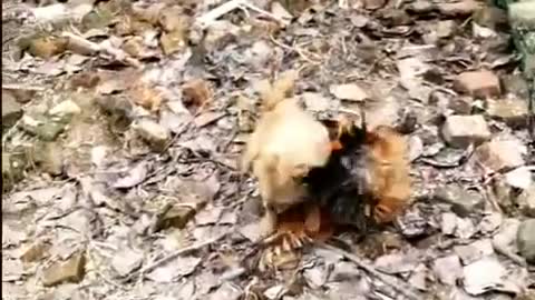 The funny dog goes to find trouble with the chicken and fights