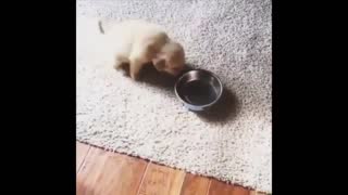 Funny And Cute Dogs