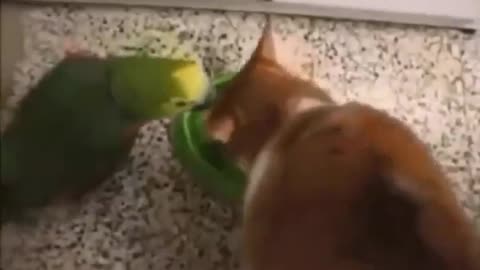 Cat 😺 is playing with parrot ! What a cat 😸 you don't hold back laughter