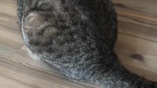 Cat Has a Strange Reaction to Its Own Fur