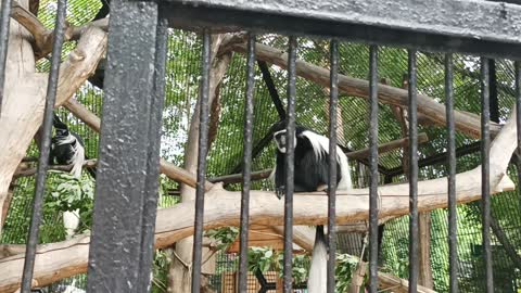 Сolobus eastern.Colobus guereza. Eastern black-and-white colobus. Zoo. Animal №2