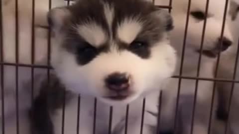 Puppy club, puppy play, cute puppy video,cutepet animals