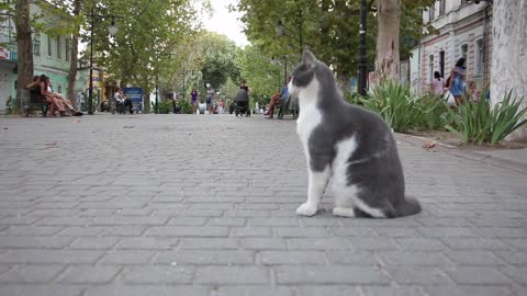 gato na rua