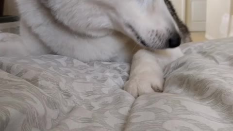 Adorable husky is a good listener