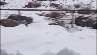 Extreme Cold Causes Tragedy for Cows