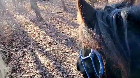 Relaxing trail ride with beautiful horses