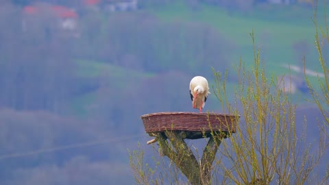 Witness a beautiful stork